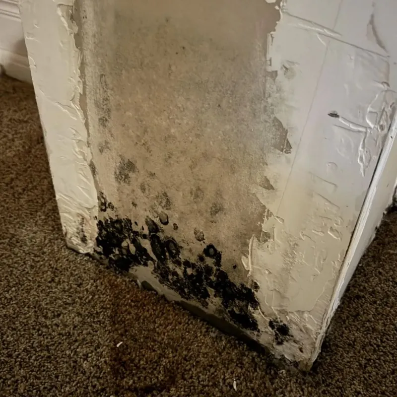 Professional Mold Removal in Camillus, NY